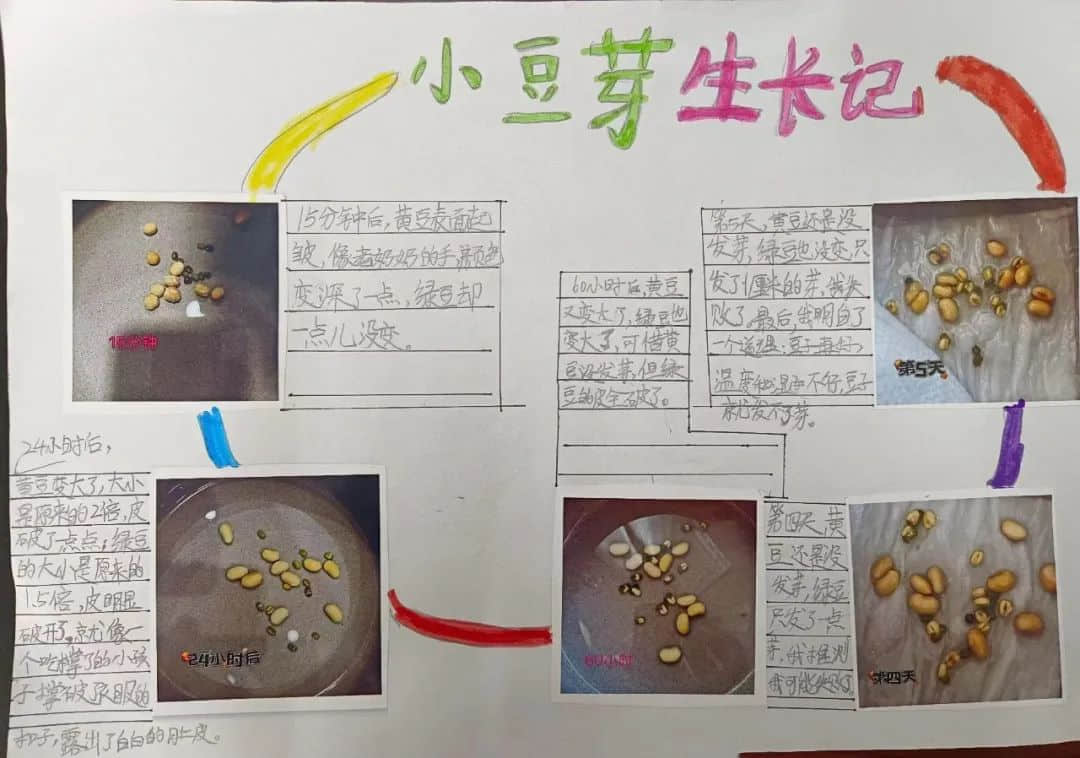 【立之育?生命課程】了解植物生長，感受生命力量——“成長四記”冬藏課程之居家種植（二）