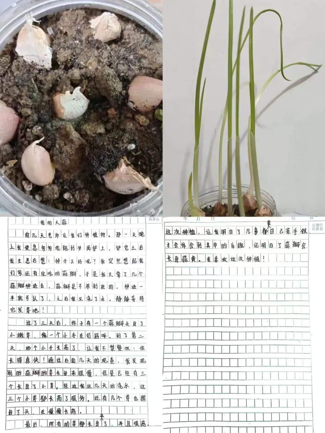 【立之育?生命課程】了解植物生長，感受生命力量——“成長四記”冬藏課程之居家種植（二）