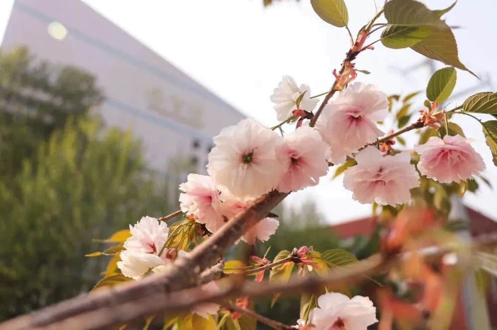 【預(yù)之約】雙向奔赴，共“預(yù)”花開——私立一中附小預(yù)科部家長開放日活動(dòng)