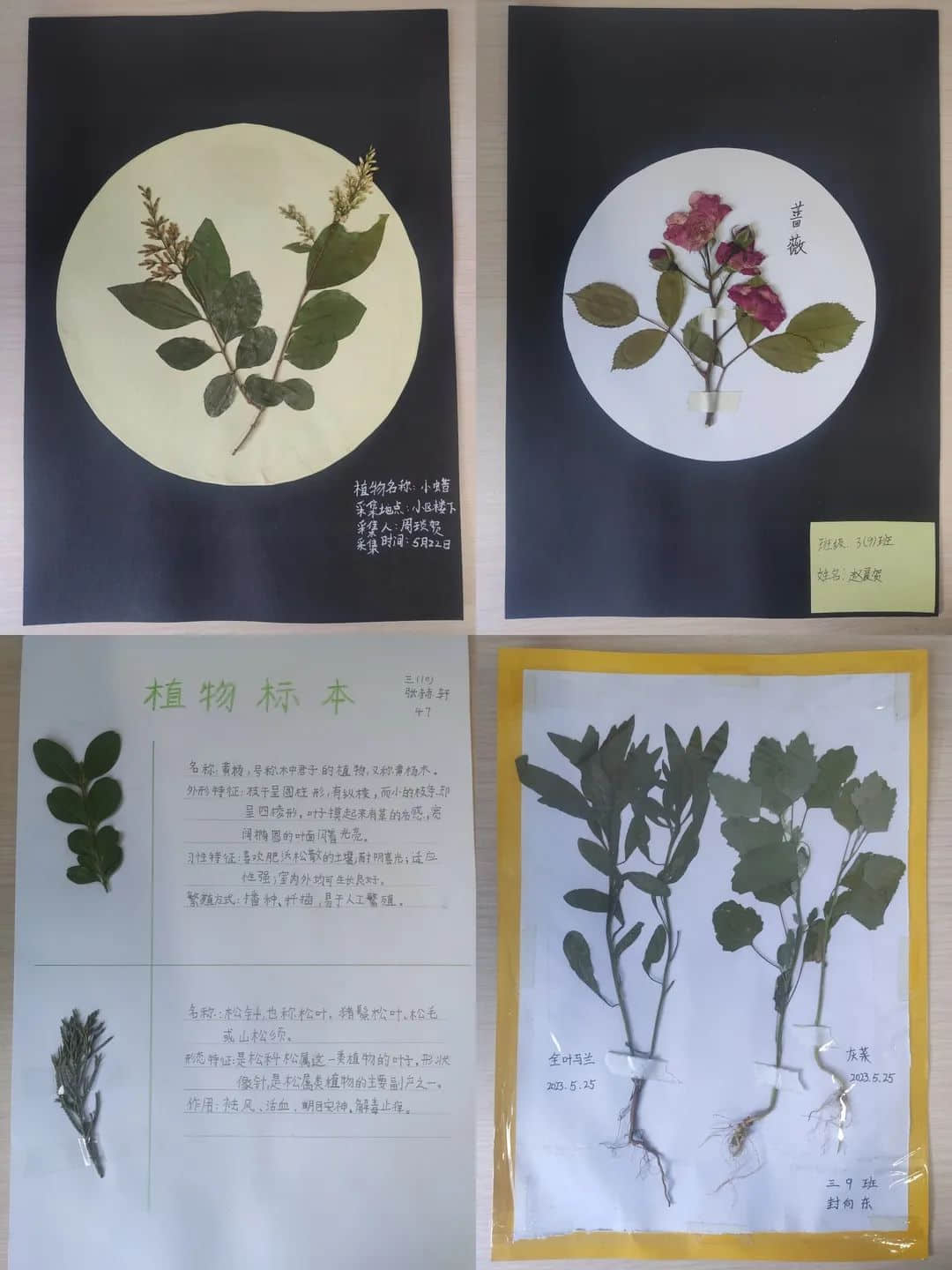 【立小?聚焦教學(xué)】多元評價促發(fā)展 幸福發(fā)光百花艷｜多元評價體系之綜合技能篇