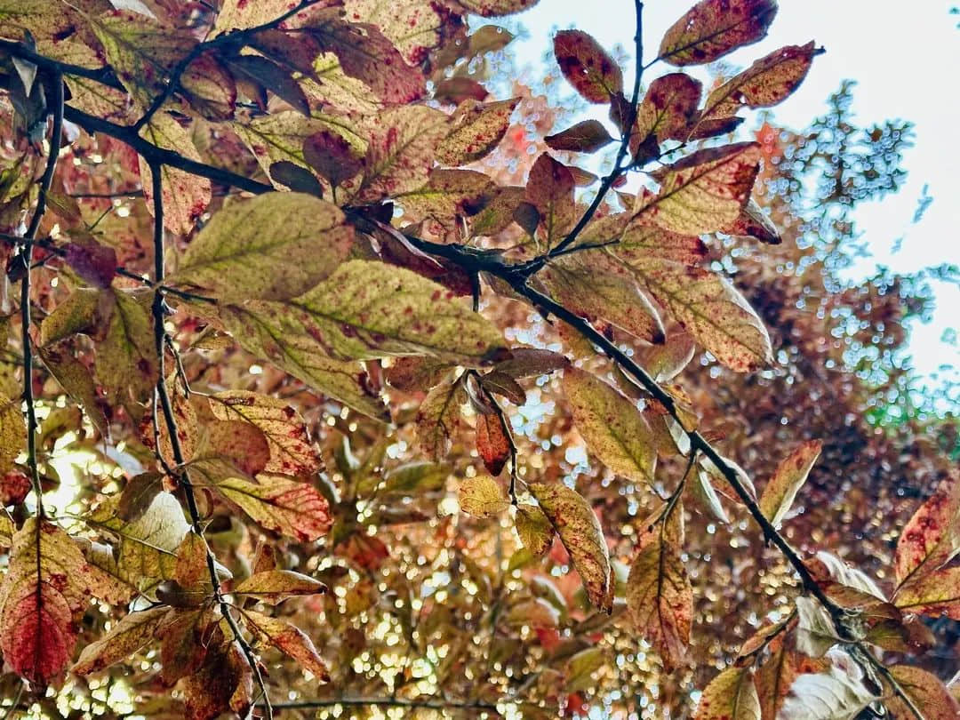 【預(yù)見(jiàn)?秋之美】繽紛秋日 邀你“趣”玩——石家莊私立一中附小預(yù)科部|四季主題課程之秋