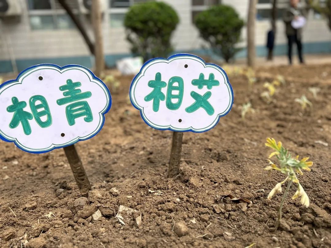 【立小?生命教育】尋味種植園 探秘中草藥｜三年級百草園種植課程開啟儀式