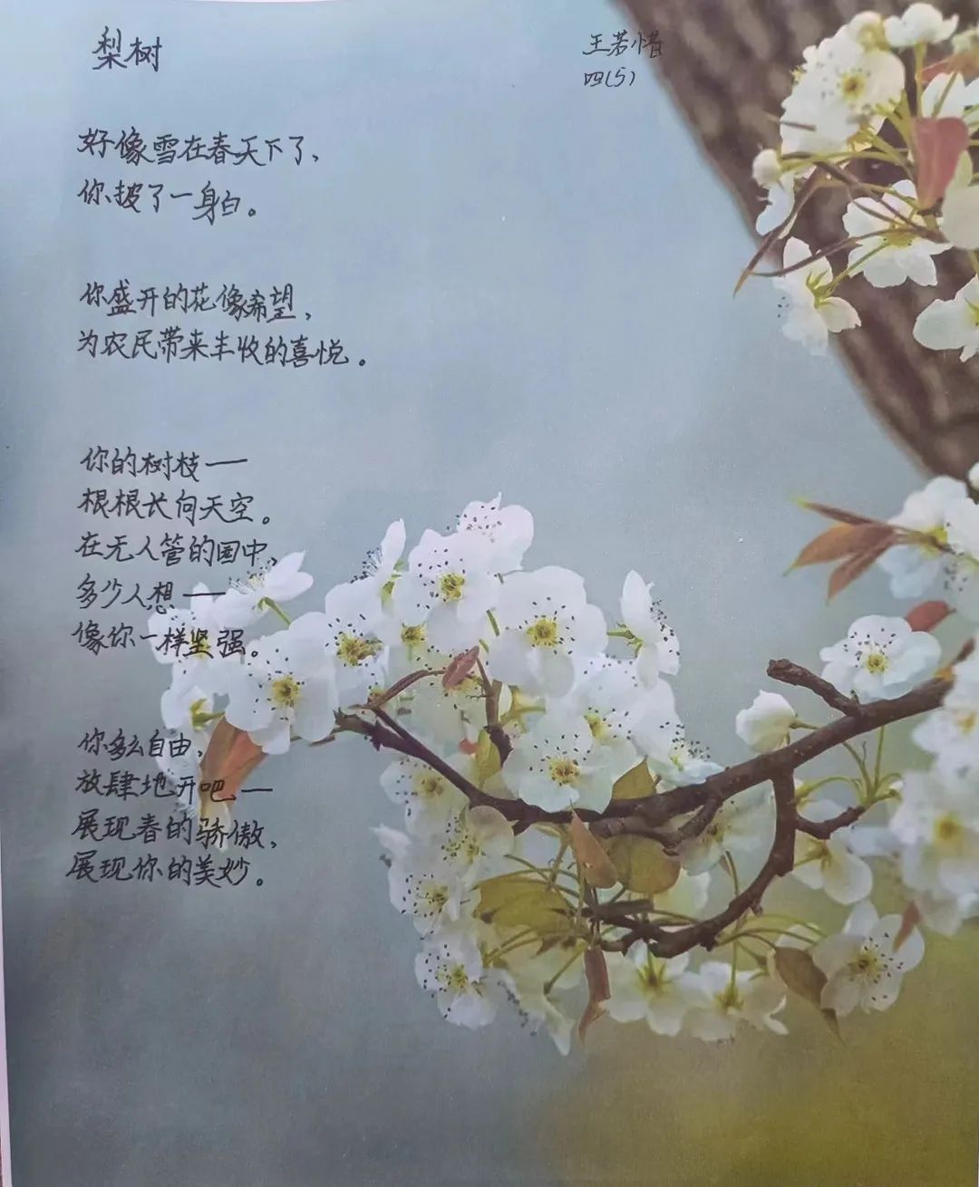 【立小?閱讀節(jié)】叩詩歌大門 開啟詩意童年｜四年級語文組作品展示