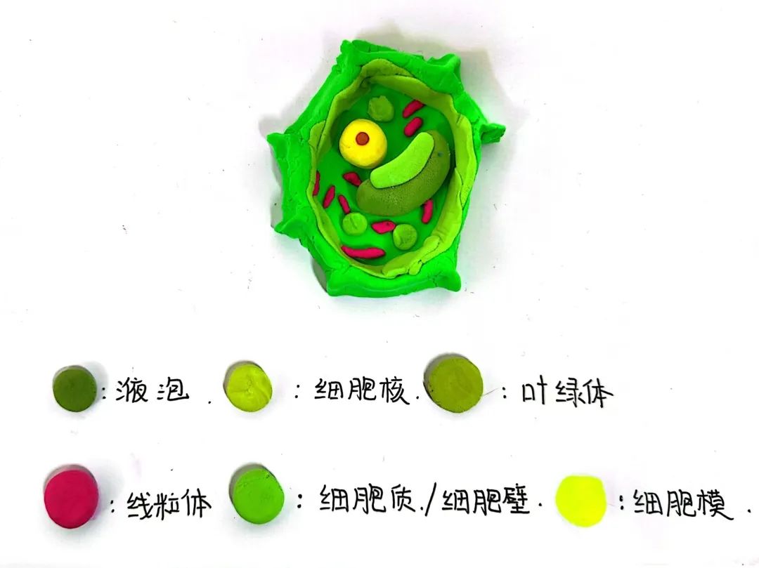 【立小 ? 教學(xué)】以細(xì)胞之微 展生命之美｜六年級生命教育項(xiàng)目式主題展